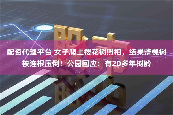 配资代理平台 女子爬上樱花树照相，结果整棵树被连根压倒！公园回应：有20多年树龄